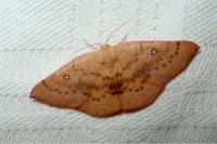 Cyclophora puppillaria