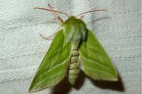 Pseudoips prasinanus