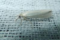 Crambus perlellus