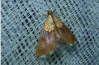 Agrotera nemoralis
