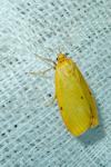 Cybosia mesomella