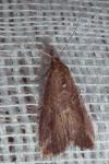Schrankia costaestrigalis