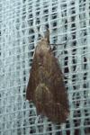 Schrankia costaestrigalis