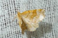 Cepphis advenaria