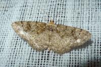 Parectropis similaria