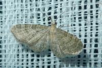 Eupithecia haworthiata