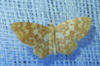 Hydrelia flammeolaria