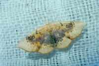 Cyclophora lennigiaria