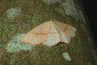 Cyclophora punctaria
