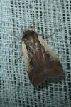 Ochropleura plecta