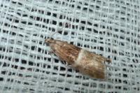 Elegia similella/atrifasciella