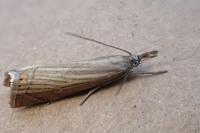 Chrysoteuchia culmella