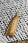 Agriphila straminella