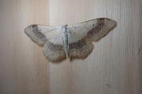 Idaea aversata