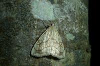 Evergestis pallidata