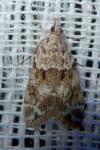 Eudonia mercurella