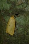 Cybosia mesomella