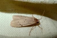 Pelosia muscerda