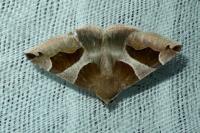 Dysgonia algira