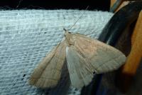 Herminia tarsipennalis