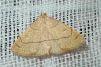 Paracolax tristalis