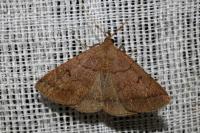 Zanclognatha lunalis