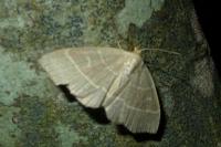 Trisateles emortualis
