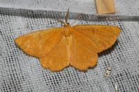 Angerona prunaria