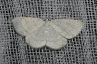 Cabera exanthemata