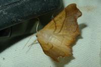 Ennomos fuscantaria