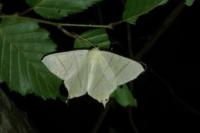 Ourapteryx sambucaria