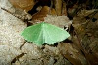 Geometra papilionaria