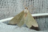 Hemithea aestivaria