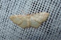 Idaea humiliata