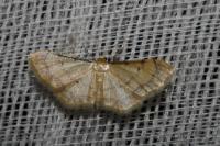 Idaea politaria