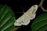 Idaea trigeminata