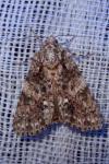 Acronicta rumicis