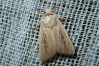 Mythimna sicula