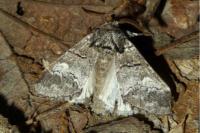 Drymonia querna