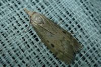 Aphomia sociella