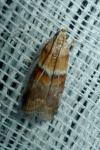 Acrobasis repandana