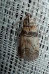 Sciota rhenella