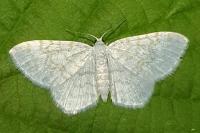 Asthena albulata