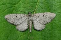 Eupithecia intricata