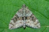 Thera britannica/variata