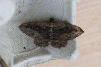 Philereme transversata