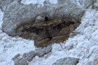 Philereme transversata