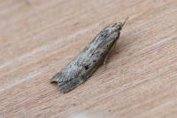 Aphomia sociella