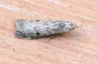 Aphomia sociella