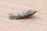 Aphomia sociella